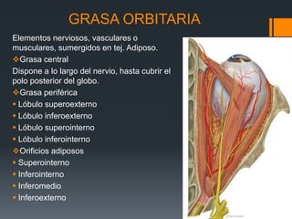 GRASA ORBITARIA
Elementos nerviosos, vasculares o
musculares, sumergidos en tej. Adiposo.
Grasa central
Dispone a lo largo del nervio, hasta cubrir el
polo posterior del globo.
Grasa periférica
 Lóbulo superoexterno
 Lóbulo inferoexterno
 Lóbulo superointerno
 Lóbulo inferointerno
Orificios adiposos
 Superointerno
 Inferointerno
 Inferomedio
 Inferoexterno
 
