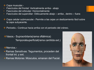 Vasos.- Supraorbitaria(rama oftálmica)
Temporalsuperficial(rama carótida ext.)
Nervios.-
 Ramas Sensitivas: Tegumentos, proceden del
frontal int. y ext.
 Ramas Motoras: Músculos, emanan del Facial.
 Capa muscular.-
• Fascículos del frontal: Verticalmente arriba - abajo
• Fascículos del orbicular: Horizontalmente
• Fascículos del superciliar: Oblicuamente abajo – arriba , dentro – fuera
 Capa celular submuscular.- Permite a las cejas un deslizamiento fácil sobre
la capa subyacente.
 Periostio.- Continua hacia arriba con el periostio del cráneo.
 