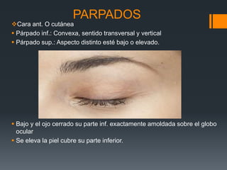 PARPADOS
Cara ant. O cutánea
 Párpado inf.: Convexa, sentido transversal y vertical
 Párpado sup.: Aspecto distinto esté bajo o elevado.
 Bajo y el ojo cerrado su parte inf. exactamente amoldada sobre el globo
ocular
 Se eleva la piel cubre su parte inferior.
 