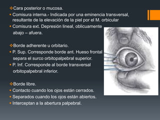 Cara posterior o mucosa.
 Comisura interna.- Indicada por una eminencia transversal,
resultante de la elevación de la piel por el M. orbicular
 Comisura ext. Depresión lineal, oblicuamente
abajo – afuera.
Borde adherente u orbitario.
 P. Sup. Corresponde borde ant. Hueso frontal
separa el surco orbitopalpebral superior.
 P. Inf. Corresponde al borde transversal
orbitopalpebral inferior.
Borde libre.
 Contacto cuando los ojos están cerrados.
 Separados cuando los ojos están abiertos.
 Interceptan a la abertura palpebral.
 