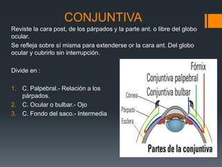 CONJUNTIVA
Reviste la cara post, de los párpados y la parte ant. o libre del globo
ocular.
Se refleja sobre sí misma para extenderse or la cara ant. Del globo
ocular y cubrirlo sin interrupción.
Divide en :
1. C. Palpebral.- Relación a los
párpados.
2. C. Ocular o bulbar.- Ojo
3. C. Fondo del saco.- Intermedia
 