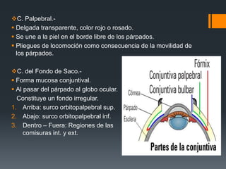 C. Palpebral.-
 Delgada transparente, color rojo o rosado.
 Se une a la piel en el borde libre de los párpados.
 Pliegues de locomoción como consecuencia de la movilidad de
los párpados.
C. del Fondo de Saco.-
 Forma mucosa conjuntival.
 Al pasar del párpado al globo ocular.
Constituye un fondo irregular.
1. Arriba: surco orbitopalpebral sup.
2. Abajo: surco orbitopalpebral inf.
3. Dentro – Fuera: Regiones de las
comisuras int. y ext.
 