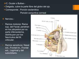 C. Ocular o Bulbar.-
 Delgada, cubre la parte libre del globo del ojo.
 Corresponde : Porción esclerótica
Porción conjuntiva corneal
 Nervios.-
• Ramos motores: Rama
sup. del Facial, penetran
en los párpados por su
parte inferoexterna,
distribuyen por los
fascículos del M.
orbicular.
• Ramos sensitivos: Nasal
ext., Frontal int., Frontal
ext., Lagrimal y del
suborbitario.
 
