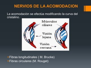 NERVIOS DE LA ACOMODACION
La acomodación se efectúa modificando la curva del
cristalino.
Fibras longitudinales ( M. Brucke)
Fibras circulares (M. Rouget)
 