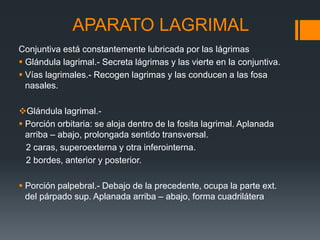 APARATO LAGRIMAL
Conjuntiva está constantemente lubricada por las lágrimas
 Glándula lagrimal.- Secreta lágrimas y las vierte en la conjuntiva.
 Vías lagrimales.- Recogen lagrimas y las conducen a las fosa
nasales.
Glándula lagrimal.-
 Porción orbitaria: se aloja dentro de la fosita lagrimal. Aplanada
arriba – abajo, prolongada sentido transversal.
2 caras, superoexterna y otra inferointerna.
2 bordes, anterior y posterior.
 Porción palpebral.- Debajo de la precedente, ocupa la parte ext.
del párpado sup. Aplanada arriba – abajo, forma cuadrilátera
 