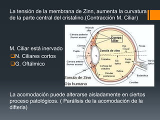 La tensión de la membrana de Zinn, aumenta la curvatura
de la parte central del cristalino.(Contracción M. Ciliar)
M. Ciliar está inervado
N. Ciliares cortos
G. Oftálmico
La acomodación puede alterarse aisladamente en ciertos
proceso patológicos. ( Parálisis de la acomodación de la
difteria)
 