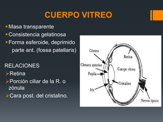 CUERPO VITREO
Masa transparente
Consistencia gelatinosa
Forma esferoide, deprimido
parte ant. (fossa patellaris)
RELACIONES
Retina
Porción ciliar de la R. o
zónula
Cara post. del cristalino.
 