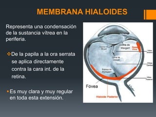 MEMBRANA HIALOIDES
Representa una condensación
de la sustancia vítrea en la
periferia.
De la papila a la ora serrata
se aplica directamente
contra la cara int. de la
retina.
Es muy clara y muy regular
en toda esta extensión.
 