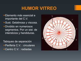 HUMOR VITREO
Elemento más esencial e
importante del C.V.
Sust. Gelatinosa y viscosa.
Dividido en numerosos
segmentos. Por un sist. de
intersticios y hendiduras.
Tabiques de separación
Periferia C.V. : circulares
Centro C.V. : radiadas
 