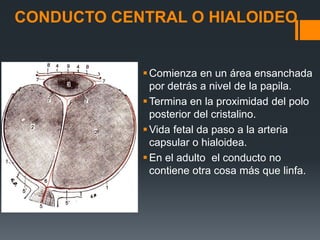 CONDUCTO CENTRAL O HIALOIDEO
Comienza en un área ensanchada
por detrás a nivel de la papila.
Termina en la proximidad del polo
posterior del cristalino.
Vida fetal da paso a la arteria
capsular o hialoidea.
En el adulto el conducto no
contiene otra cosa más que linfa.
 