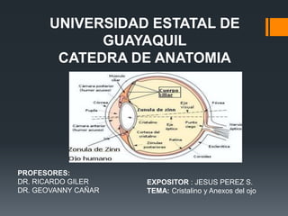 EXPOSITOR : JESUS PEREZ S.
TEMA: Cristalino y Anexos del ojo
UNIVERSIDAD ESTATAL DE
GUAYAQUIL
CATEDRA DE ANATOMIA
PROFESORES:
DR. RICARDO GILER
DR. GEOVANNY CAÑAR
 