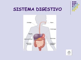 SISTEMA DIGESTIVO 