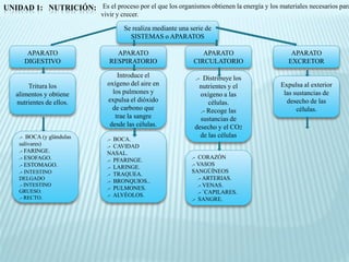 UNIDAD 1: NUTRICIÓN: Es el proceso por el que los organismos obtienen la energía y los materiales necesarios para
                               vivir y crecer.

                                        Se realiza mediante una serie de
                                          SISTEMAS o APARATOS

        APARATO                     APARATO                         APARATO                  APARATO
       DIGESTIVO                  RESPIRATORIO                   CIRCULATORIO               EXCRETOR

                                     Introduce el                .- Distribuye los
        Tritura los              oxígeno del aire en               nutrientes y el        Expulsa al exterior
    alimentos y obtiene            los pulmones y                  oxígeno a las           las sustancias de
    nutrientes de ellos.         expulsa el dióxido                   células.              desecho de las
                                   de carbono que                  .- Recoge las                células.
                                    trae la sangre                 sustancias de
                                  desde las células.             desecho y el CO2
     .- BOCA (y glándulas                                          de las células
                                 .- BOCA.
     salivares)                  .- CAVIDAD
     .- FARINGE.                 NASAL.
     .- ESOFAGO.                                                .- CORAZÓN
                                 .- PFARINGE.
     .- ESTOMAGO.                                               .- VASOS
                                 .- LARINGE.
     .- INTESTINO                                               SANGÚÍNEOS
                                 .- TRAQUEA.
     DELGADO                                                       .- ARTERIAS.
                                 .- BRONQUIOS..
     .- INTESTINO                                                  .- VENAS.
                                 .- PULMONES.
     GRUESO.                                                       .- `CAPILARES.
     .- RECTO.                   .- ALVÉOLOS.
                                                                .- SANGRE.
 