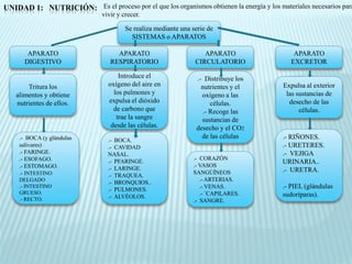 UNIDAD 1: NUTRICIÓN: Es el proceso por el que los organismos obtienen la energía y los materiales necesarios para
                               vivir y crecer.

                                        Se realiza mediante una serie de
                                          SISTEMAS o APARATOS

        APARATO                     APARATO                         APARATO                  APARATO
       DIGESTIVO                  RESPIRATORIO                   CIRCULATORIO               EXCRETOR

                                     Introduce el                .- Distribuye los
        Tritura los              oxígeno del aire en               nutrientes y el        Expulsa al exterior
    alimentos y obtiene            los pulmones y                  oxígeno a las           las sustancias de
    nutrientes de ellos.         expulsa el dióxido                   células.              desecho de las
                                   de carbono que                  .- Recoge las                células.
                                    trae la sangre                 sustancias de
                                  desde las células.             desecho y el CO2
     .- BOCA (y glándulas                                          de las células        .- RIÑONES.
                                 .- BOCA.
     salivares)                  .- CAVIDAD                                              .- URETERES.
     .- FARINGE.                 NASAL.                                                  .- VEJIGA
     .- ESOFAGO.                                                .- CORAZÓN
                                 .- PFARINGE.                                            URINARIA..
     .- ESTOMAGO.                                               .- VASOS
                                 .- LARINGE.                                             .- URETRA.
     .- INTESTINO                                               SANGÚÍNEOS
                                 .- TRAQUEA.
     DELGADO                                                       .- ARTERIAS.
                                 .- BRONQUIOS..
     .- INTESTINO
                                 .- PULMONES.
                                                                   .- VENAS.             .- PIEL (glándulas
     GRUESO.                                                       .- `CAPILARES.        sudoríparas).
     .- RECTO.                   .- ALVÉOLOS.
                                                                .- SANGRE.
 