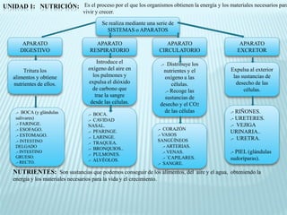 UNIDAD 1: NUTRICIÓN: Es el proceso por el que los organismos obtienen la energía y los materiales necesarios para
                                    vivir y crecer.

                                             Se realiza mediante una serie de
                                               SISTEMAS o APARATOS

        APARATO                          APARATO                            APARATO               APARATO
       DIGESTIVO                       RESPIRATORIO                      CIRCULATORIO            EXCRETOR

                                          Introduce el                    .- Distribuye los
        Tritura los                   oxígeno del aire en                   nutrientes y el   Expulsa al exterior
    alimentos y obtiene                 los pulmones y                      oxígeno a las      las sustancias de
    nutrientes de ellos.              expulsa el dióxido                       células.         desecho de las
                                        de carbono que                      .- Recoge las           células.
                                         trae la sangre                     sustancias de
                                       desde las células.                 desecho y el CO2
     .- BOCA (y glándulas                                                   de las células    .- RIÑONES.
                                      .- BOCA.
     salivares)                       .- CAVIDAD                                              .- URETERES.
     .- FARINGE.                      NASAL.                                                  .- VEJIGA
     .- ESOFAGO.                                                         .- CORAZÓN
                                      .- PFARINGE.                                            URINARIA..
     .- ESTOMAGO.                                                        .- VASOS
                                      .- LARINGE.                                             .- URETRA.
     .- INTESTINO                                                        SANGÚÍNEOS
                                      .- TRAQUEA.
     DELGADO                                                                .- ARTERIAS.
                                      .- BRONQUIOS..
     .- INTESTINO
                                      .- PULMONES.
                                                                            .- VENAS.         .- PIEL (glándulas
     GRUESO.                                                                .- `CAPILARES.    sudoríparas).
     .- RECTO.                        .- ALVÉOLOS.
                                                                         .- SANGRE.
    NUTRIENTES: Son sustancias que podemos conseguir de los alimentos, del aire y el agua, obteniendo la
    energia y los materiales necesarios para la vida y el crecimiento.
 