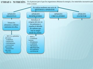UNIDAD 1: NUTRICIÓN: Es el proceso por el que los organismos obtienen la energía y los materiales necesarios para
                               vivir y crecer.

                                        Se realiza mediante una serie de
                                          SISTEMAS o APARATOS

        APARATO                     APARATO                         APARATO                  APARATO
       DIGESTIVO                  RESPIRATORIO                   CIRCULATORIO               EXCRETOR

                                     Introduce el
        Tritura los              oxígeno del aire en
    alimentos y obtiene            los pulmones y
    nutrientes de ellos.         expulsa el dióxido
                                   de carbono que
                                    trae la sangre
                                  desde las células.
     .- BOCA (y glándulas        .- BOCA.
     salivares)                  .- CAVIDAD
     .- FARINGE.                 NASAL.
     .- ESOFAGO.                 .- PFARINGE.
     .- ESTOMAGO.                .- LARINGE.
     .- INTESTINO                .- TRAQUEA.
     DELGADO
                                 .- BRONQUIOS..
     .- INTESTINO
                                 .- PULMONES.
     GRUESO.
     .- RECTO.                   .- ALVÉOLOS.
 