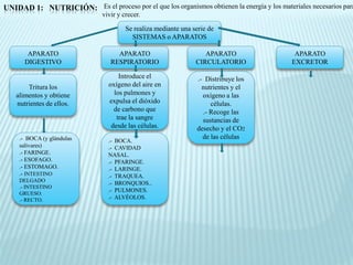 UNIDAD 1: NUTRICIÓN: Es el proceso por el que los organismos obtienen la energía y los materiales necesarios para
                               vivir y crecer.

                                        Se realiza mediante una serie de
                                          SISTEMAS o APARATOS

        APARATO                     APARATO                         APARATO                  APARATO
       DIGESTIVO                  RESPIRATORIO                   CIRCULATORIO               EXCRETOR

                                     Introduce el                .- Distribuye los
        Tritura los              oxígeno del aire en               nutrientes y el
    alimentos y obtiene            los pulmones y                  oxígeno a las
    nutrientes de ellos.         expulsa el dióxido                   células.
                                   de carbono que                  .- Recoge las
                                    trae la sangre                 sustancias de
                                  desde las células.             desecho y el CO2
     .- BOCA (y glándulas                                          de las células
                                 .- BOCA.
     salivares)                  .- CAVIDAD
     .- FARINGE.                 NASAL.
     .- ESOFAGO.                 .- PFARINGE.
     .- ESTOMAGO.                .- LARINGE.
     .- INTESTINO                .- TRAQUEA.
     DELGADO
                                 .- BRONQUIOS..
     .- INTESTINO
                                 .- PULMONES.
     GRUESO.
     .- RECTO.                   .- ALVÉOLOS.
 