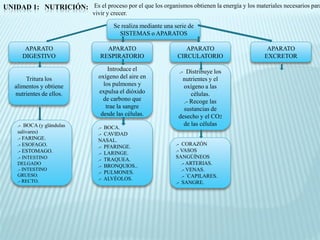 UNIDAD 1: NUTRICIÓN: Es el proceso por el que los organismos obtienen la energía y los materiales necesarios para
                               vivir y crecer.

                                        Se realiza mediante una serie de
                                          SISTEMAS o APARATOS

        APARATO                     APARATO                         APARATO                  APARATO
       DIGESTIVO                  RESPIRATORIO                   CIRCULATORIO               EXCRETOR

                                     Introduce el                .- Distribuye los
        Tritura los              oxígeno del aire en               nutrientes y el
    alimentos y obtiene            los pulmones y                  oxígeno a las
    nutrientes de ellos.         expulsa el dióxido                   células.
                                   de carbono que                  .- Recoge las
                                    trae la sangre                 sustancias de
                                  desde las células.             desecho y el CO2
     .- BOCA (y glándulas                                          de las células
                                 .- BOCA.
     salivares)                  .- CAVIDAD
     .- FARINGE.                 NASAL.
     .- ESOFAGO.                                                .- CORAZÓN
                                 .- PFARINGE.
     .- ESTOMAGO.                                               .- VASOS
                                 .- LARINGE.
     .- INTESTINO                                               SANGÚÍNEOS
                                 .- TRAQUEA.
     DELGADO                                                       .- ARTERIAS.
                                 .- BRONQUIOS..
     .- INTESTINO                                                  .- VENAS.
                                 .- PULMONES.
     GRUESO.                                                       .- `CAPILARES.
     .- RECTO.                   .- ALVÉOLOS.
                                                                .- SANGRE.
 