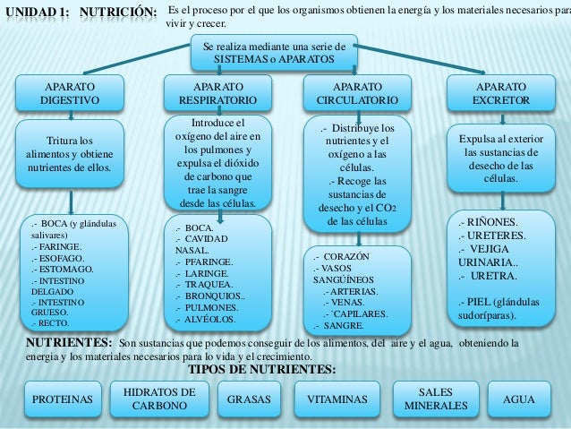 Nutricion. mapa conceptual español
