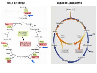 CICLO DE KREBS CICLO DEL GLIOXITATO
 