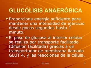 GLUCÓLISIS ANAERÓBICA Proporciona energía suficiente para mantener una intensidad de ejercicio desde pocos segundos hasta 1 minuto.  El paso de glucosa al interior celular se realiza por transporte facilitado (difusión facilitada) gracias a un transportador de membrana llamado GLUT 4, y las reacciones de la célula. 