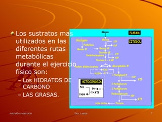 Los sustratos mas utilizados en las diferentes rutas metabólicas durante el ejercicio físico son: Los HIDRATOS DE CARBONO  LAS GRASAS. 