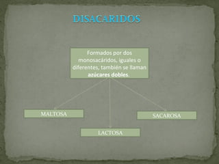 Formados por dos monosacáridos, iguales o diferentes, también se llaman  azúcares dobles .  MALTOSA LACTOSA SACAROSA 