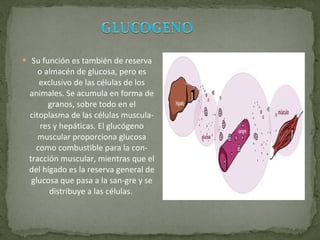 Su función es también de reserva o almacén de glucosa, pero es exclusivo de las células de los animales. Se acumula en forma de granos, sobre todo en el citoplasma de las células muscula­res y hepáticas. El glucógeno muscular proporciona glucosa como combustible para la con­tracción muscular, mientras que el del hígado es la reserva general de glucosa que pasa a la san­gre y se distribuye a las células.  