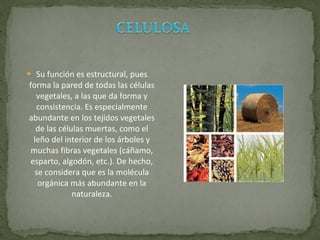 Su función es estructural, pues forma la pared de todas las células vegetales, a las que da forma y consistencia. Es especialmente abundante en los tejidos vegetales de las células muertas, como el leño del interior de los árboles y muchas fibras vegetales (cáñamo, esparto, algodón, etc.). De hecho, se considera que es la molécula orgánica más abundante en la naturaleza. 