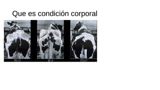 Que es condición corporal
 