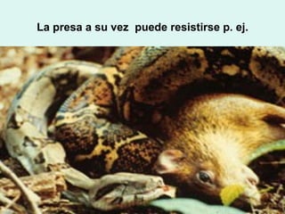 La presa a su vez puede resistirse p. ej.
 