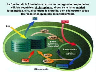 La función de la fotosíntesis ocurre en un organelo propio de las
   células vegetales: el cloroplasto, al que se le llama unidad
fotosintética, el cual contiene la clorofila, y en ella ocurren todas
            las reacciones químicas de la fotosíntesis.
 