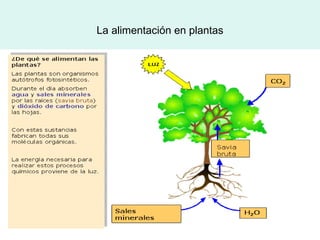 La alimentación en plantas
 