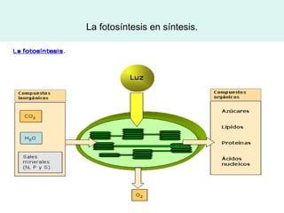La fotosíntesis en síntesis.
 