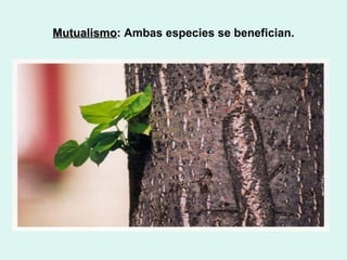 Mutualismo: Ambas especies se benefician.
Mutualismo
 