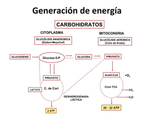 Generación de energía
                                 CARBOHIDRATOS
                      CITOPLASMA                     MITOCONDRIA
                GLUCÓLISIS ANAEROBICA                GLUCÓLISIS AEROBICA
                   (Ebdem-Meyerhof)                     (Ciclo de Krebs)




GLUCOGENO                                  GLUCOSA       PIRUVATO
                      Glucosa 6-P




                                                        Acetil-CoA   +O2
                       PIRUVATO


                                                        Ciclo TCA
            LACTATO    C. de Cori                                      CO2

                                    DESHIDROGENASA                     H2O
                                        LÁCTICA


                                                       30 - 32 ATP
                         2 ATP
 