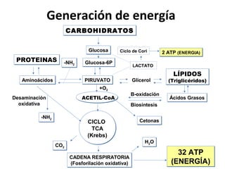 Generación de energía
                       CARBOHIDRATOS


                              Glucosa      Ciclo de Cori         2 ATP (ENERGIA)
 PROTEINAS         -NH2      Glucosa-6P
                                                   LACTATO

                                                                     LÍPIDOS
   Aminoácidos               PIRUVATO              Glicerol        (Triglicéridos)
                                   +O2
                                                   B-oxidación
Desaminación                ACETIL-CoA                             Ácidos Grasos
  oxidativa                                        Biosíntesis

          -NH2
             2
                              CICLO                   Cetonas
                                TCA
                              (Krebs)
                                                        H2O
                                                         2
                 CO2
                   2

                                                                      32 ATP
                       CADENA RESPIRATORIA
                       (Fosforilación oxidativa)                    (ENERGÍA)
 