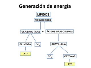 Generación de energía
            LÍPIDOS
          TRIGLICÉRIDOS




 GLICEROL (10%) +   ÁCIDOS GRASOS (90%)




GLUCOSA    CO2            ACETIL- CoA



  ATP
                    CO2            CETONAS


                                        ATP
 