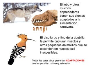 El pico largo y fino de la abubilla le permite capturar insectos y otros pequeños animalillos que se esconden en huecos casi inaccesibles. El lobo y otros muchos depredadores tienen sus dientes adaptados a la alimentación carnívora. Todos los seres vivos presentan  ADAPTACIONES  que les permiten nutrirse y sobrevivir. 