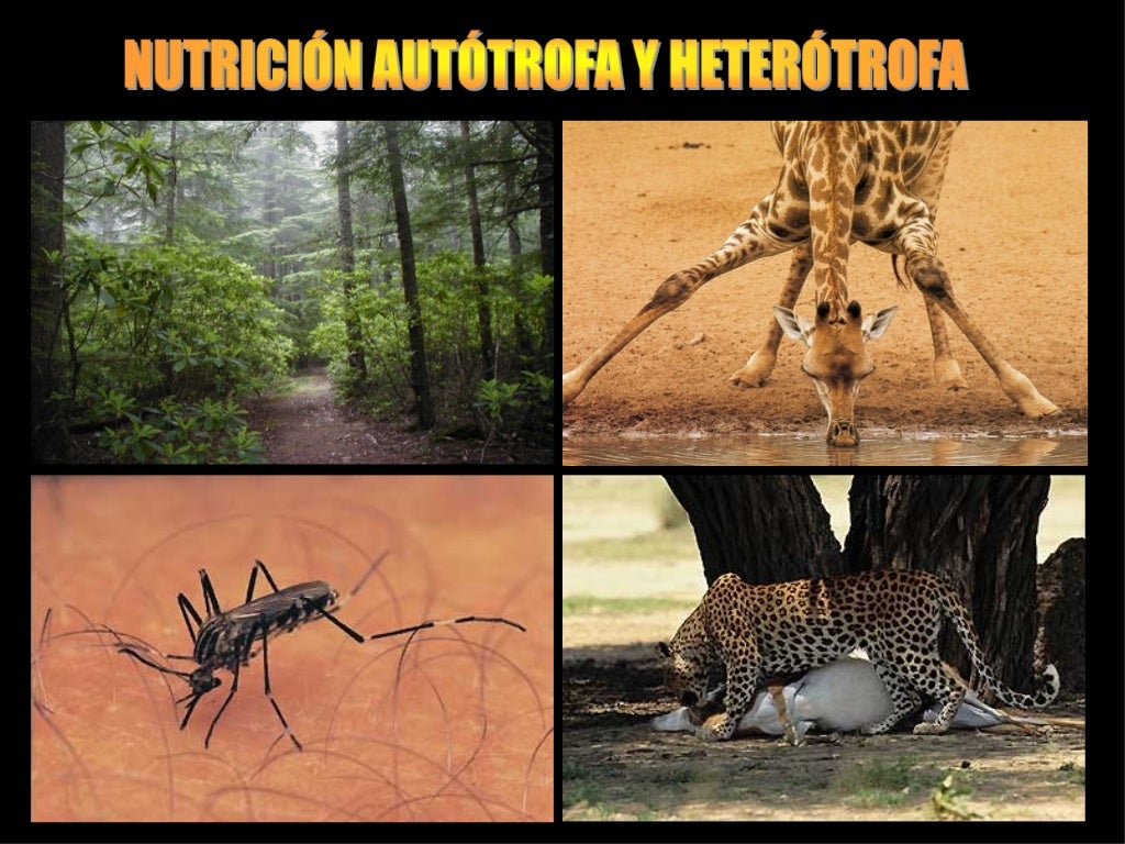 Nutricion autótrofa y heterótrofa