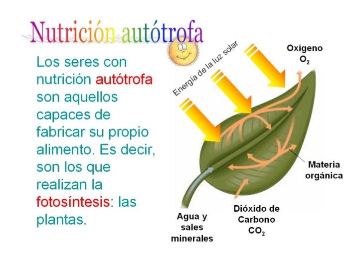 Resultado de imagen para nutrición autótrofa y heterótrofa