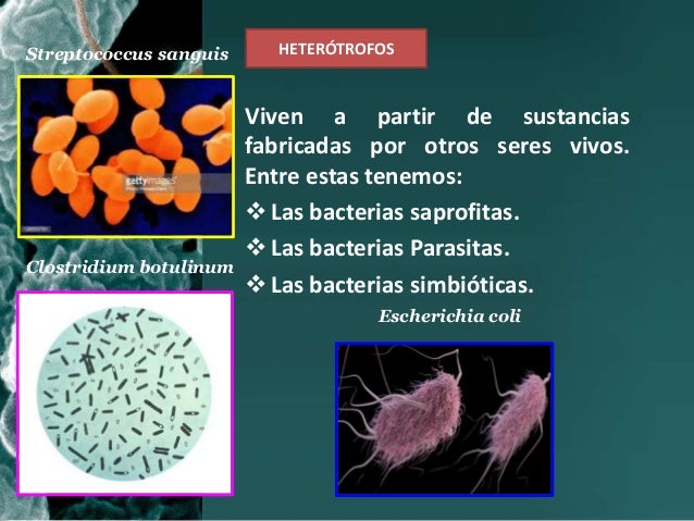 Nutricion bacteriana