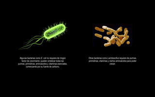Algunas bacterias como E. coli no requiere de ningún      Otras bacterias como Lactobacillus requiere de purinas,
    factor de crecimiento: pueden sintetizar todas las      pirimidinas, vitaminas y ciertos aminoácidos para poder
purinas, pirimidinas, aminoácidos y vitaminas esenciales,                            crecer.
         comenzando por su fuente de carbono.
 