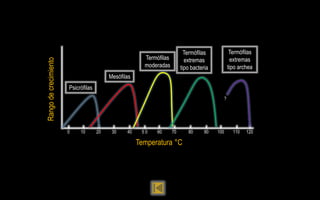 Termófilas               Termófilas
                                                        Termófilas          extremas                  extremas
Rango de crecimiento
                                                        moderadas         tipo bacteria             tipo archea
                                          Mesófilas
                       Psicrófilas
                                                                                                ?




                       0    10       20    30    40    50   60       70      80      90   100         110   120

                                                      Temperatura °C
 