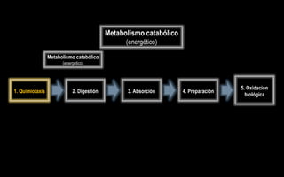 Metabolismo catabólico
                                                 (energético)

                 Metabolismo catabólico
                       (energético)




                                                                                     5. Oxidación
1. Quimiotaxis              2. Digestión         3. Absorción       4. Preparación
                                                                                       biológica
 