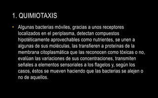 1. QUIMIOTAXIS
• Algunas bacterias móviles, gracias a unos receptores
  localizados en el periplasma, detectan compuestos
  hipotéticamente aprovechables como nutrientes, se unen a
  algunas de sus moléculas, las transfieren a proteínas de la
  membrana citoplasmática que las reconocen como tóxicas o no,
  evalúan las variaciones de sus concentraciones, transmiten
  señales a elementos sensoriales a los flagelos y, según los
  casos, éstos se mueven haciendo que las bacterias se alejen o
  no de aquellos.
 