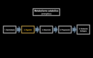 Metabolismo catabólico
                                     (energético)




                                                                         5. Oxidación
1. Quimiotaxis   2. Digestón         3. Absorción       4. Preparación
                                                                           biológica
 
