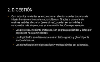 2. DIGESTIÓN
• Casi todos los nutrientes se encuentran en el entorno de las bacterias de
  interés humano en forma de macromoléculas. Gracias a una serie de
  enzimas vertidas al exterior (exoenzimas), pueden ser escindidas a
  compuestos más simples, que ya son asimilables. Como por ejemplo:
    • Las proteínas, mediante proteasas, son degradas a péptidos y éstos por
      peptidasas hasta aminoácidos.
    • Los triglicéridos son descompuestos en ácidos grasos y glicerol por la
      acción de lipasas.
    • Los carbohidratos en oligosacáridos y monosacáridos por sacarasas.
 