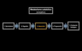 Metabolismo catabólico
                                     (energético)




                                                                         5. Oxidación
1. Quimiotaxis   2. Digestón         3. Absorción       4. Preparación
                                                                           biológica
 