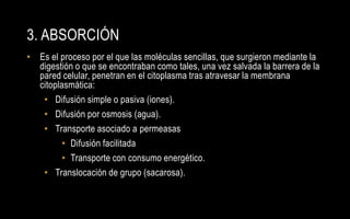 3. ABSORCIÓN
• Es el proceso por el que las moléculas sencillas, que surgieron mediante la
  digestión o que se encontraban como tales, una vez salvada la barrera de la
  pared celular, penetran en el citoplasma tras atravesar la membrana
  citoplasmática:
   • Difusión simple o pasiva (iones).
   • Difusión por osmosis (agua).
   • Transporte asociado a permeasas
         • Difusión facilitada
         • Transporte con consumo energético.
   • Translocación de grupo (sacarosa).
 
